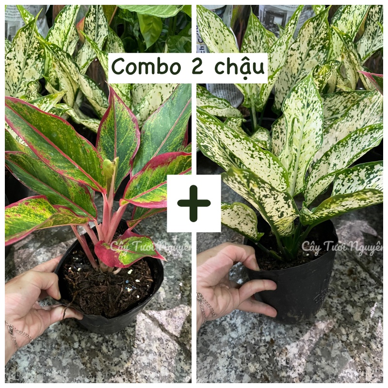 COMBO 2 CHẬU  Chậu 1 thân ,, cây Trong nhà, kiểng lá mini để bàn GIÁ RẺ, Cây Tươi Nguyên
