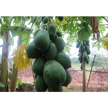 Hạt Giống ĐU ĐỦ LAI F1 HN-06 (5 hạt)