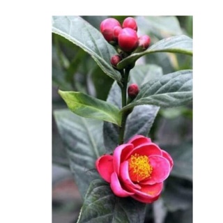 Combo 5 cây hoa Hải đường giống