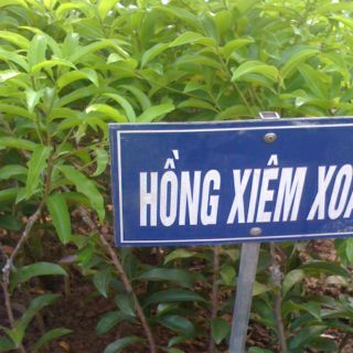 Cây giống hồng xiêm xoài