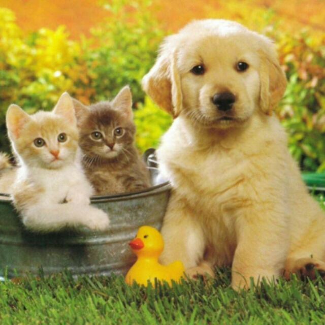 Kunkun petshop