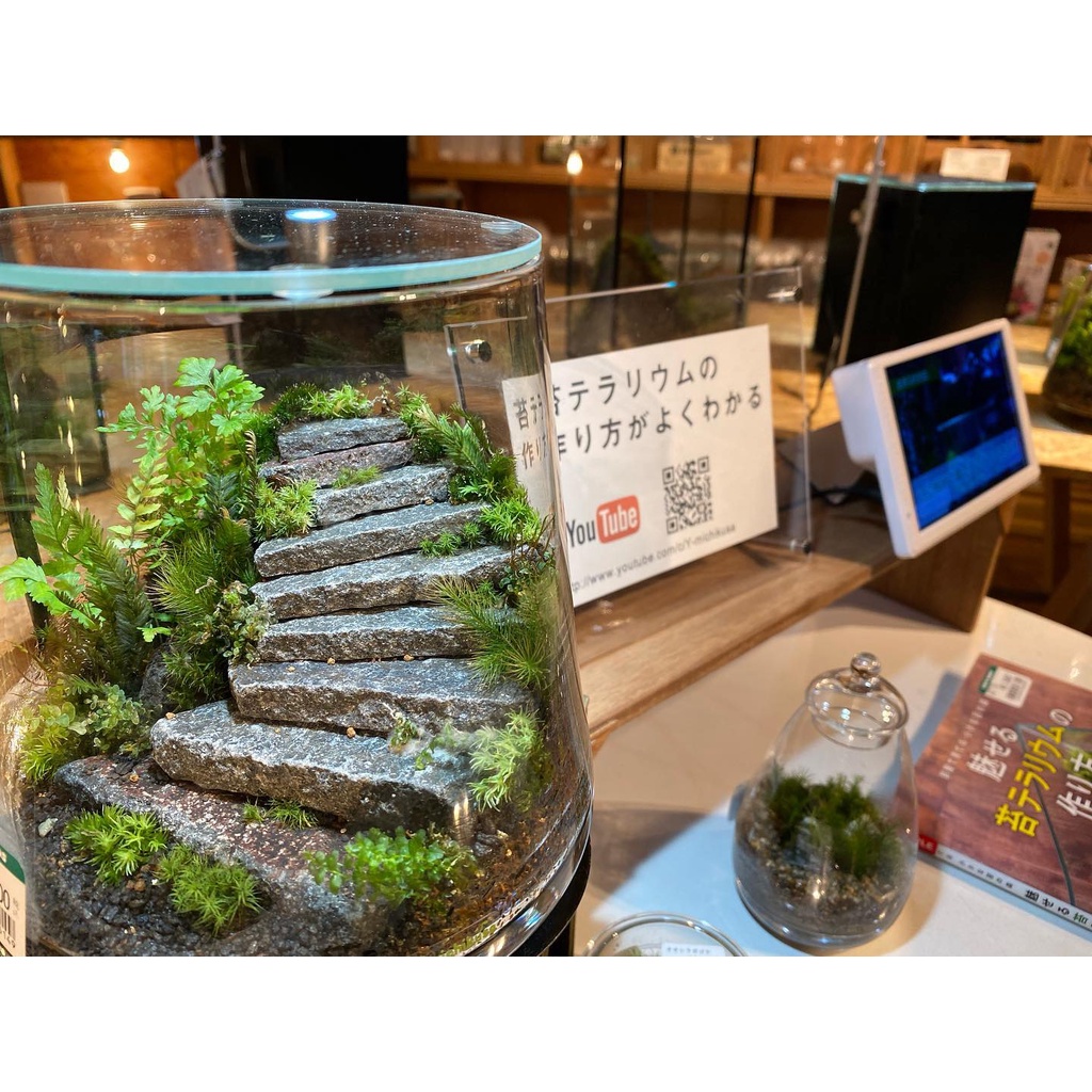 10 viên đá miếng làm terrarium, trang trí tiểu cảnh.