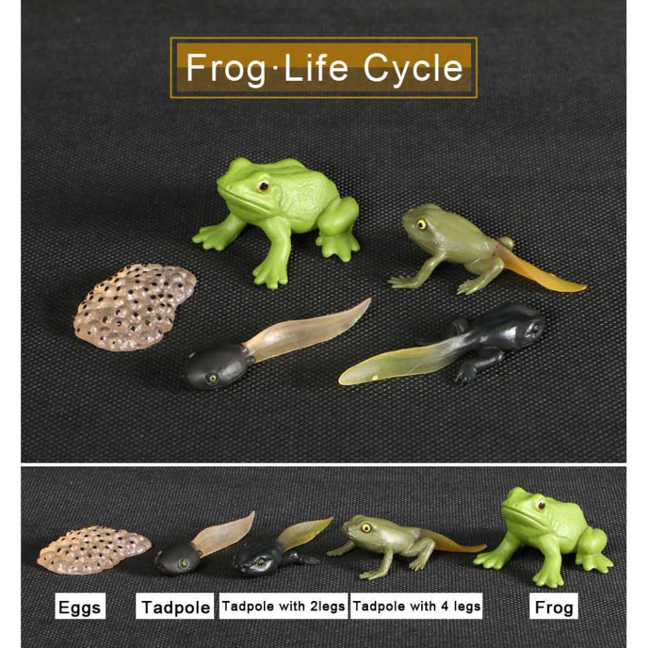 Mô hình vòng đời của ếch - Frog Life Cycle