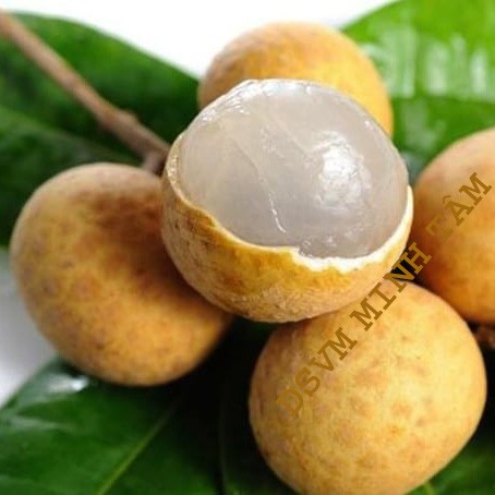 Nhãn Xuồng quả to ngon ngọt Bao ăn từng trái