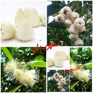 CÂY GIỐNG MẬN SỮA
