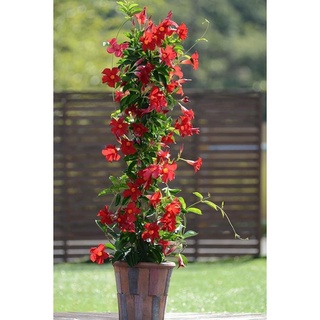 Cây hoa leo Hồng anh(1 bầu cây giống )