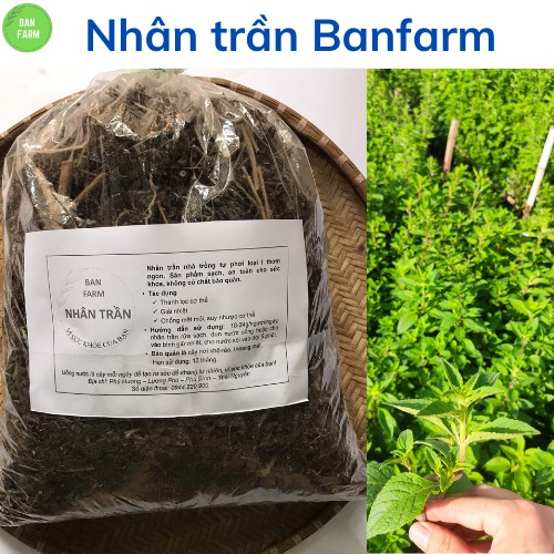 1kg Nhân trần khô Banfarm loại 1 - THƠM SẠCH - không chất bảo quản - mát gan giải độc gan