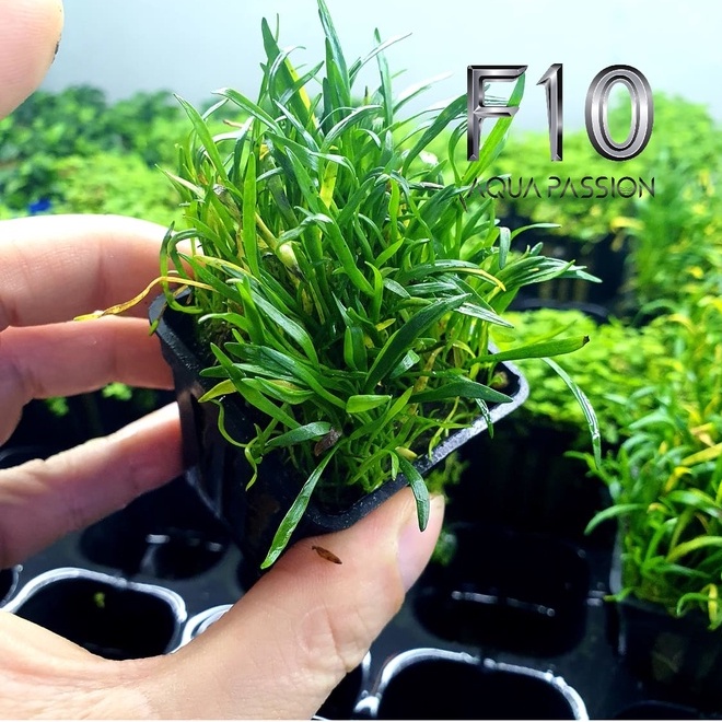 Cỏ Lưỡi Rắn - Cây thủy sinh tiền cảnh đẹp