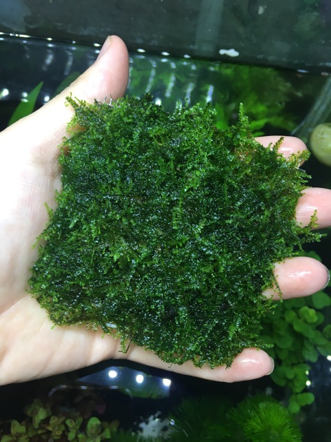 Rêu mini taiwan 8x8 rêu thuỷ sinh trang trí hồ cá