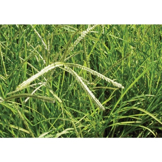 Cây cỏ mần trầu tươi - Cỏ mần trầu tươi mọc tự nhiên