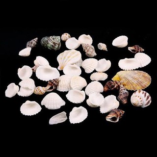 Vỏ ốc biển dùng trang trí bể cá độc đáo