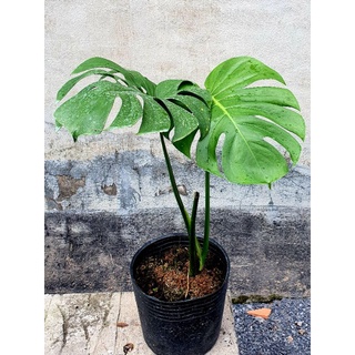 Trầu bà xẻ lá - mons deli