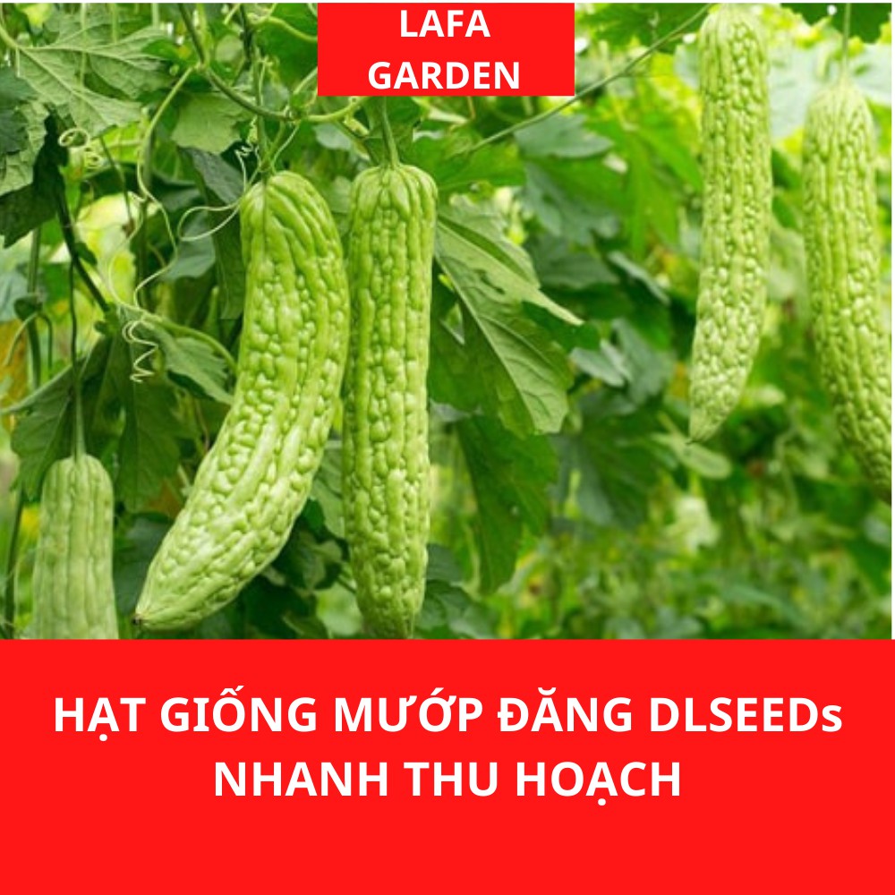 Hạt giống rau ăn củ, quả DLSeeds các loại hạt giống rau ăn củ gói 1G đến 5G dễ ươm trồng, nhanh ra trái.