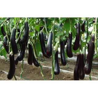 Hạt Giống Cà Tím Khổng Lồ - Hạt Chuẩn Nảy Mầm Tốt