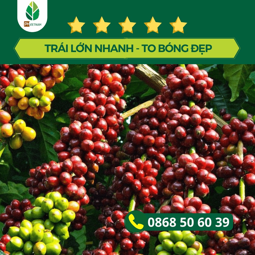 Phân Bón NPK 12-3-43 Túi 1Kg Dùng Được Tới 10.000m2, Pha 600 Lít Nước, Thúc Trái Lớn, Ngọt Trái, Dưỡng Trái