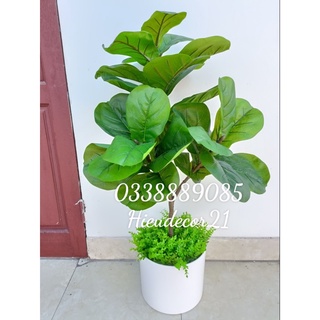 Cây giả - Bàng singapo 1,1m kèm chậu trụ giả sứ cao cấp - Ảnh thật