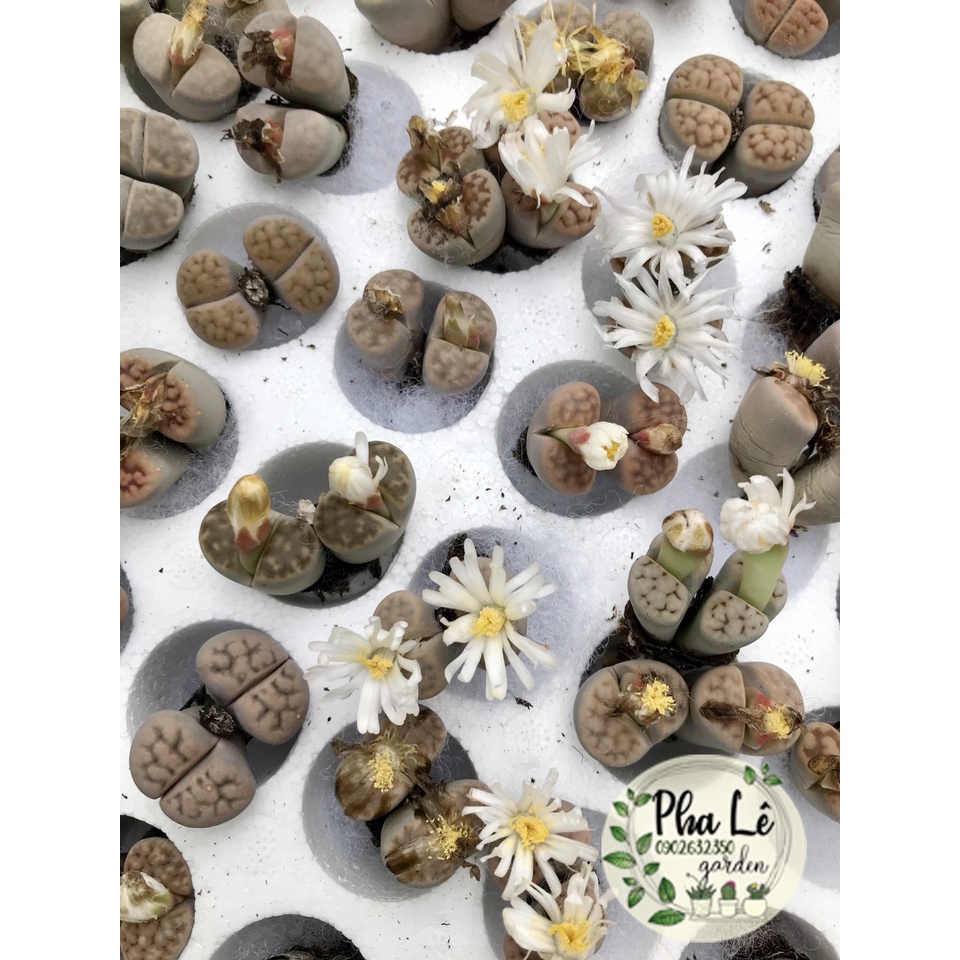 1 cây sen mông đôi/ lithops