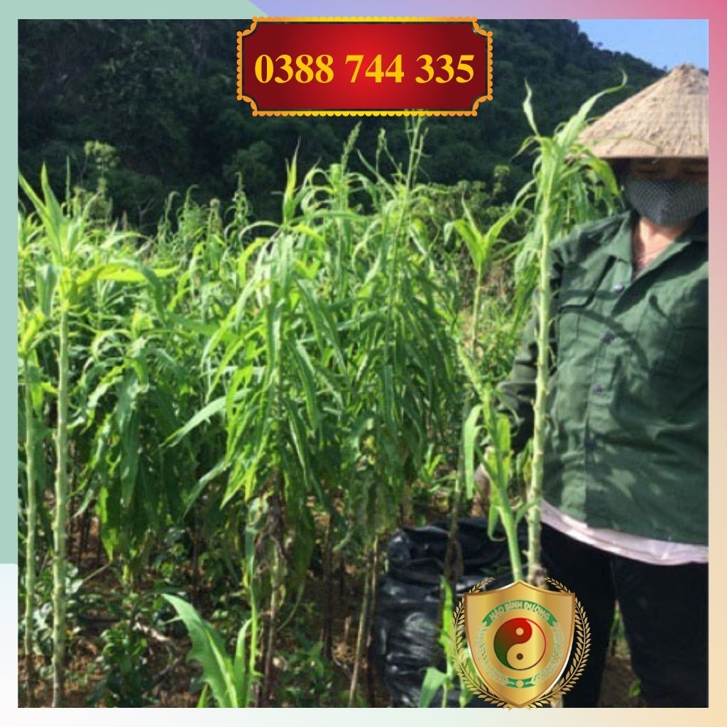 1kg Lá Cây Bồ Công Anh Sấy Khô Mát Gan, Giải Độc, Ngừa Ung Thư