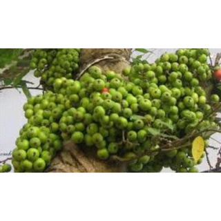 Cây Sung Nếp ta siêu quả