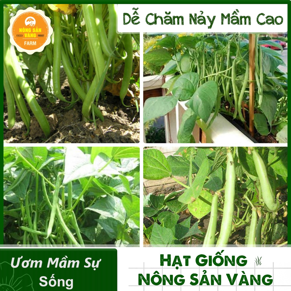 Hạt giống Đậu Cove Bụi Lùn ( Gói 10 Gram ) - Nông Sản Vàng