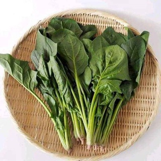 Hạt giống Cải Bó Xôi hạt TXBTD