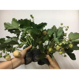 Cây dâu tây đang hoa và quả bé