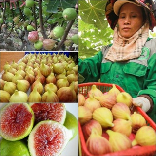 Hạt giống sung mỹ gói 10 hạt giống sung mỹ usa ngọt quả to năng suất