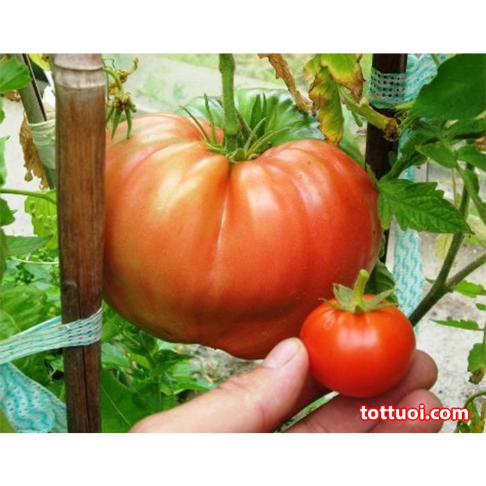 #Hạt_Giống_Cà_Chua_Khổng_Lồ_F1