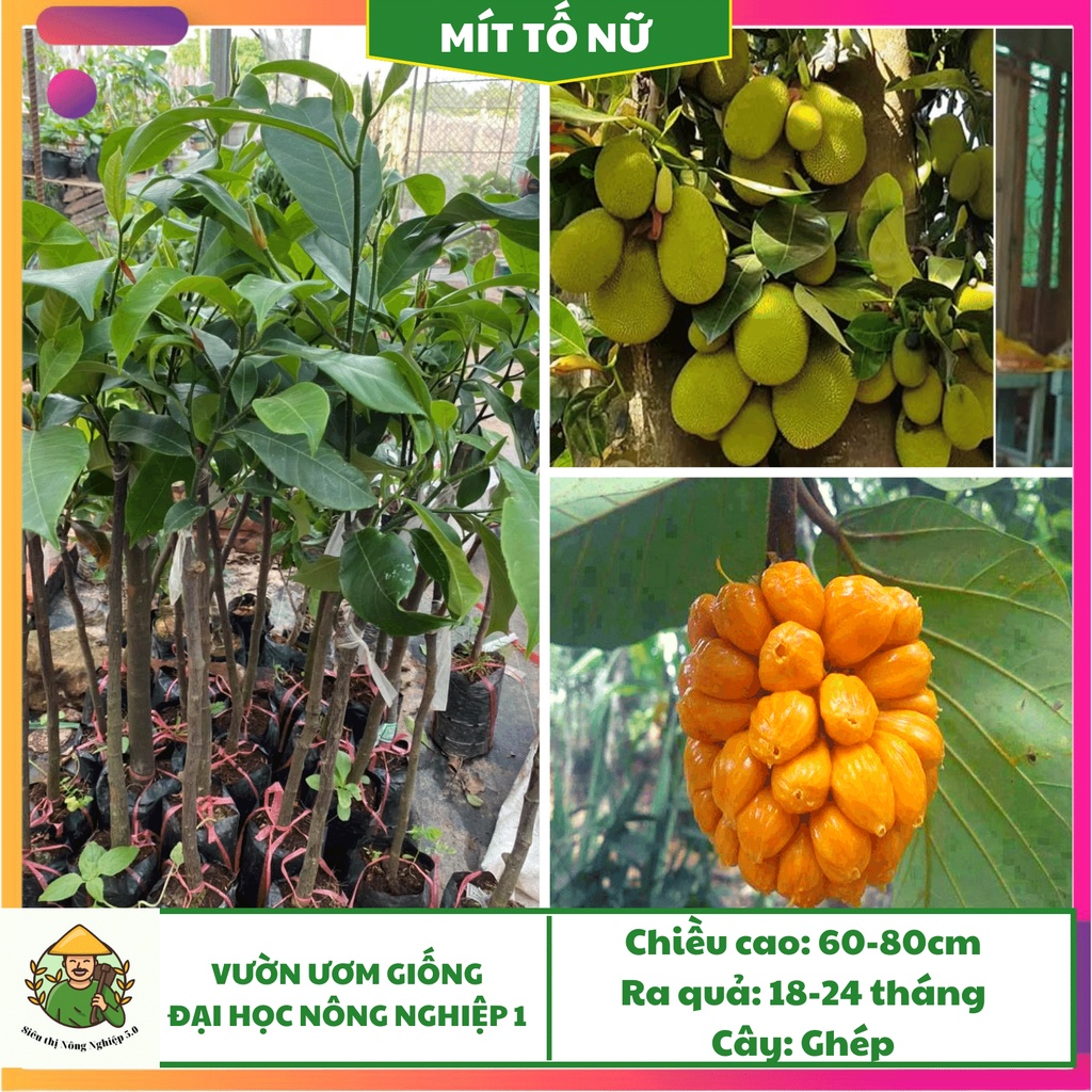 Cây giống mít tố nữ F1 cao 70cm -90cm, giống mít tố nữ Đại học Nông Nghiệp Việt Nam, cây mít tố nữ siêu ngọt