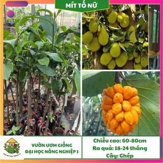 Cây giống mít tố nữ F1 cao 70cm -90cm, giống mít tố nữ Đại học Nông Nghiệp Việt Nam, cây mít tố nữ siêu ngọt