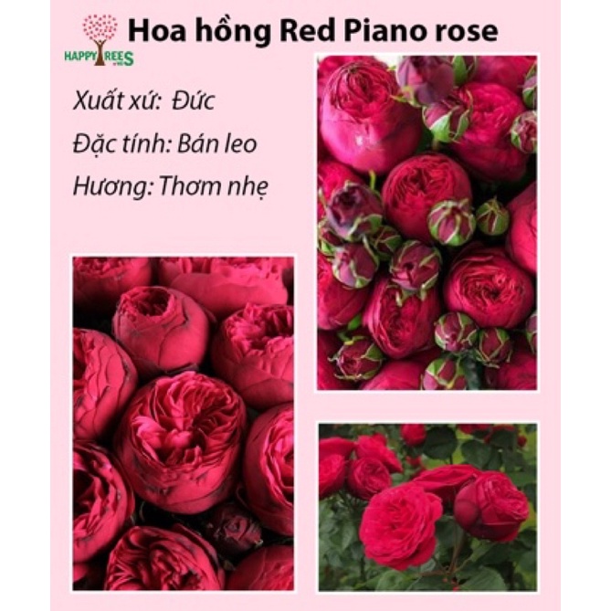 Hoa hồng leo Red Piano Rose