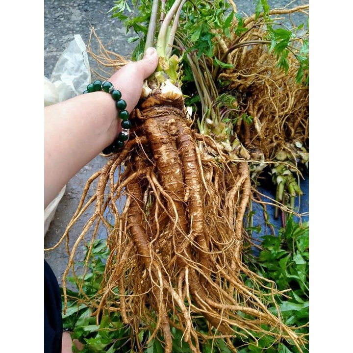1 kg sâm đương quy tươi- có vị ngọt cay tính ấm