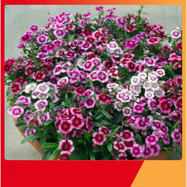 Hạt Giống Hoa Cẩm Chướng Đơn Mix [ NẢY MẦM 99 % ]