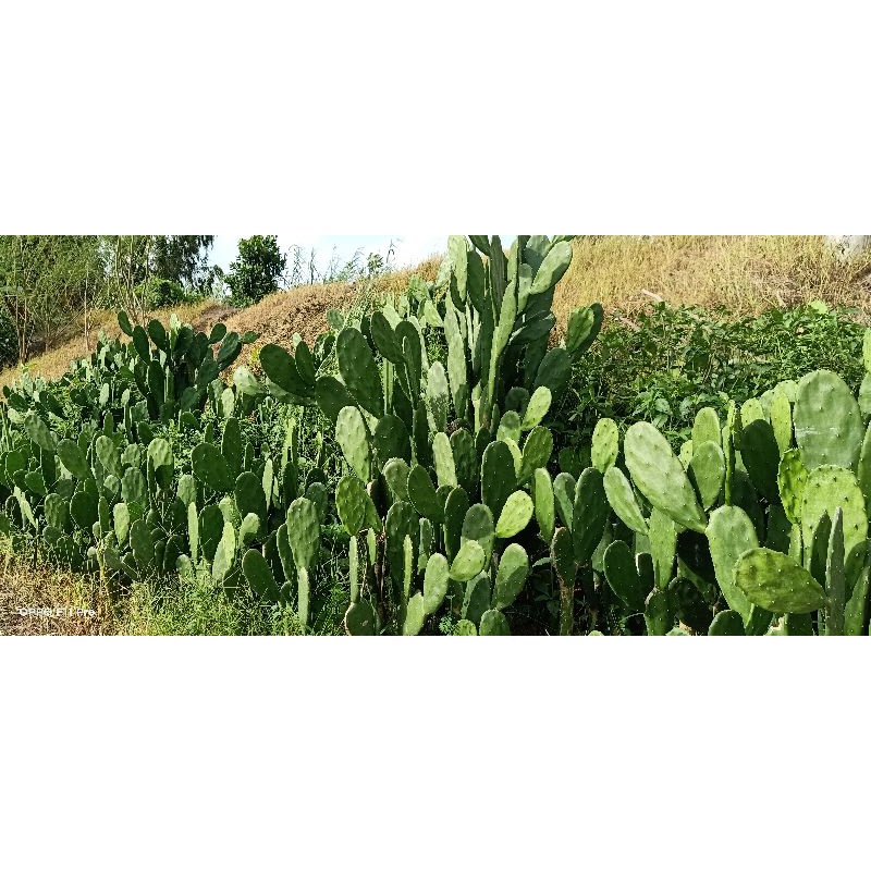 Xương rồng tai thỏ cao 30cm