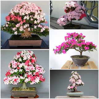 CÂY GIỐNG HOA ĐỖ QUYÊN NHẬT BẢN ĐỦ MÀU(10 MÀU)