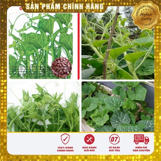 Hạt giống Bí Siêu Ngọn 20gram [Bán Sỉ]