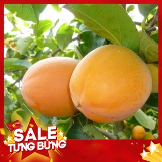 Cây giống hồng nhân hậu hồng đỏ cây ghép nhanh cho quả