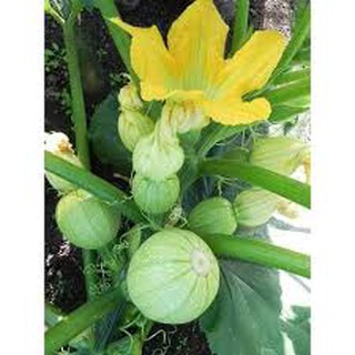 Hạt giống bí ngòi tròn 10 hạt ( bí ngồi)