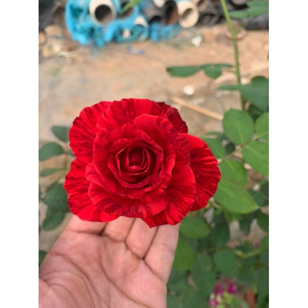 Hồng Red Intuition