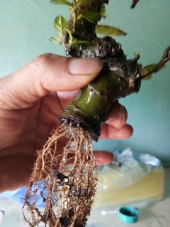 Siêu ra rễ cực mạnh