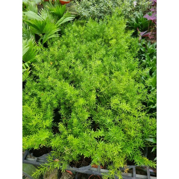 Chậu Cây thiên môn  -  kim môn đông