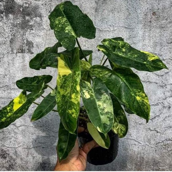 TRẦU BÀ TỶ PHÚ BURLE MAXR VARIEGATE