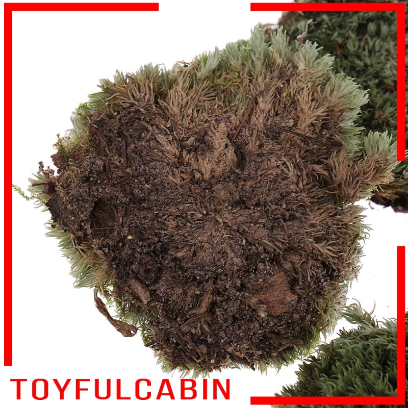 Mô Hình Bãi Cỏ Lichen Moss Màu Xanh Lá Tỉ Lệ 1: 35 DIY