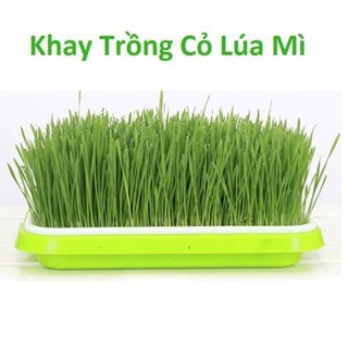 khay trồng rau mầm