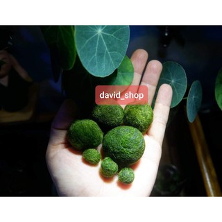 Tảo marimo tảo cầu may mắn