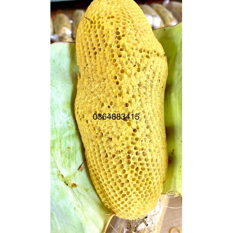 Mật ong ruồi nguyên tổ nguyên cành đồng bào đi rừng kiếm về