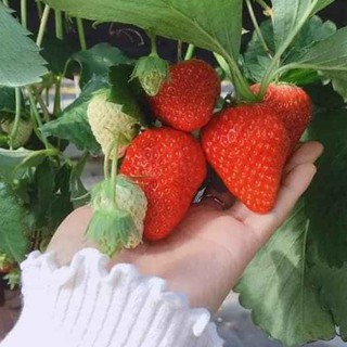 Hạt Giống Dâu Tây Chịu Nhiệt