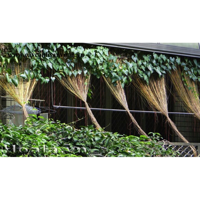 Cây giống dây tơ hồng
