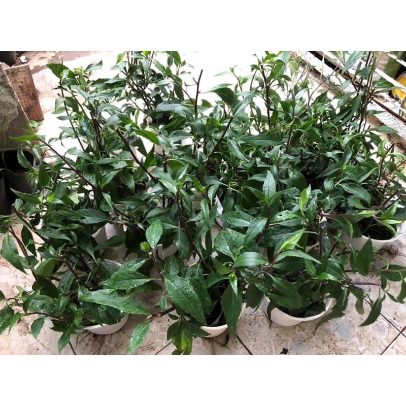 Chậu cây rau rừng(rau lủi) như hình chụp cực dễ trồng ,cắm xuống đất tưới nước là tươi tốt, vận chuyển xa được.