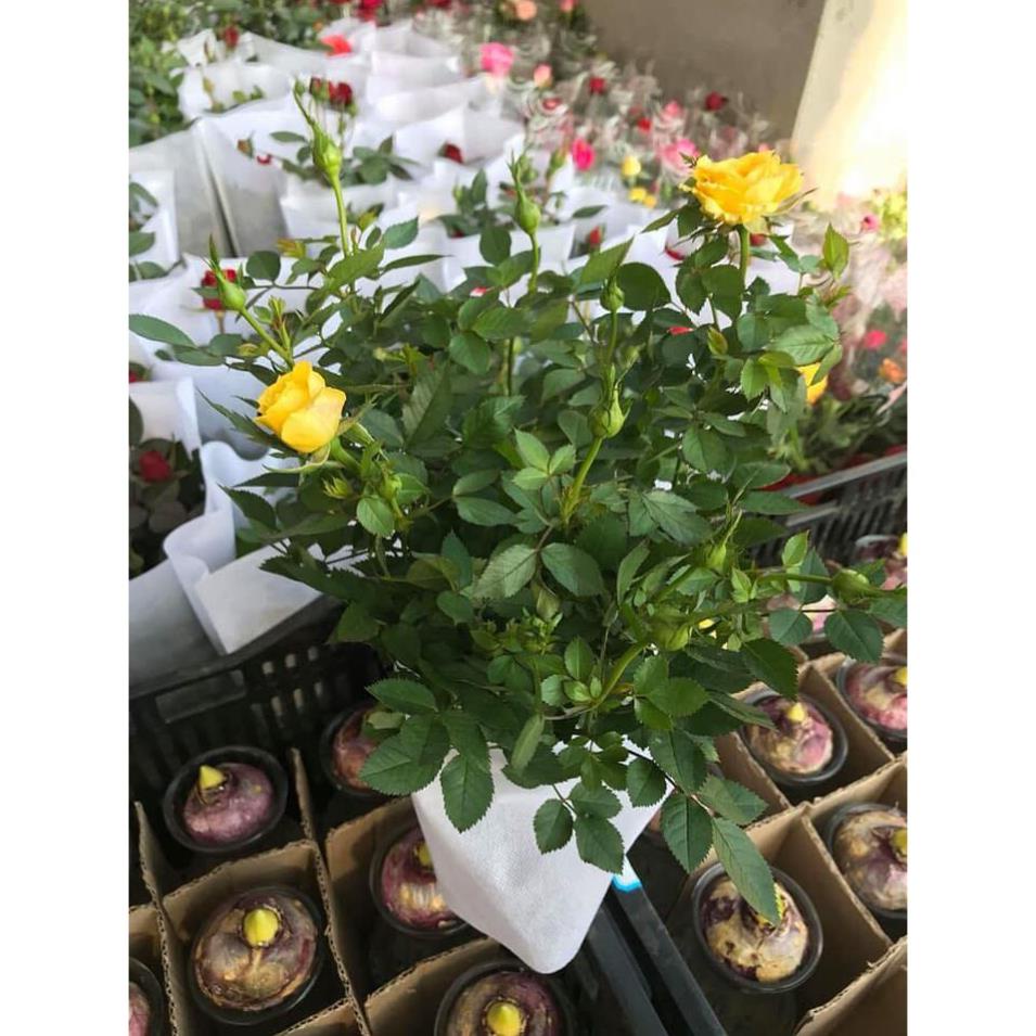 Gói 20 hạt Hoa hồng siêu nụ hoa - hoa đẹp ĐẾN MÙA TRỒNG TẾT